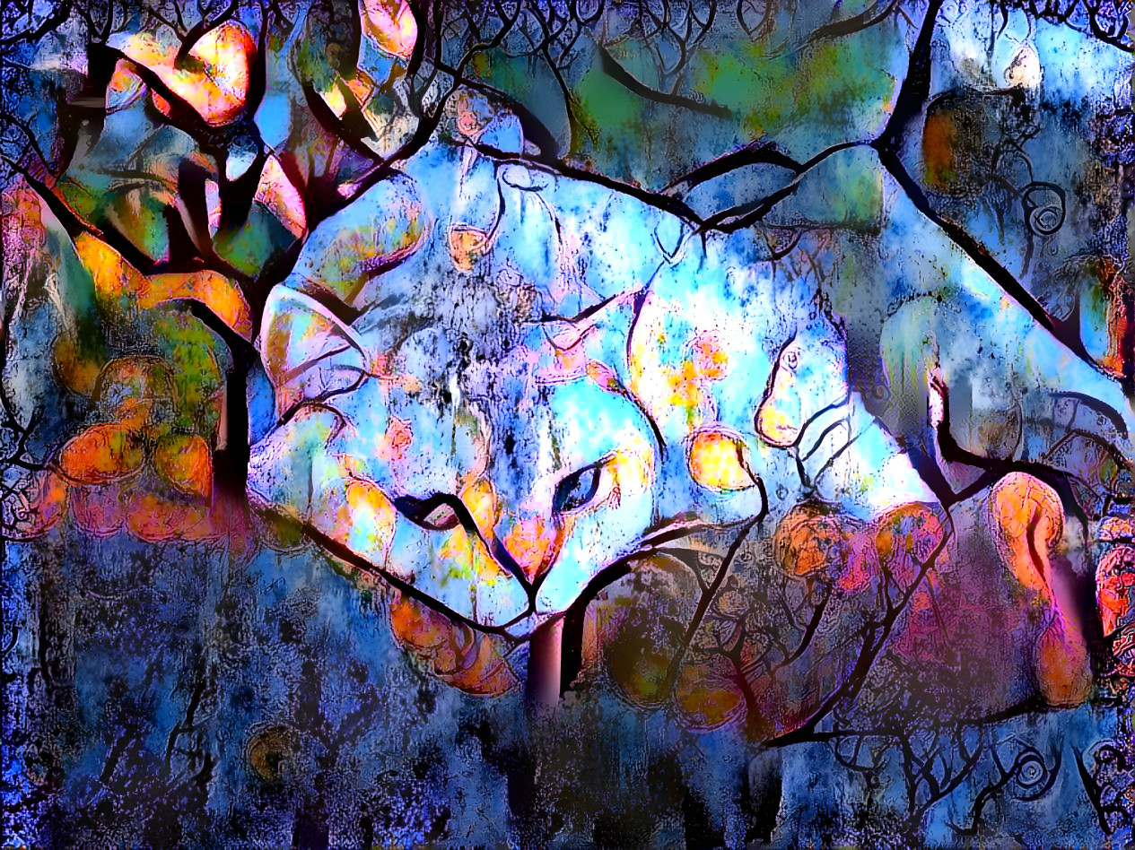 Dreaming Cat