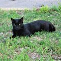 Black Cat with Yellow Eyes in Colorful Field with Plants and Flowers