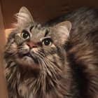 Fluffy Tabby Cat with Blue Eyes and Pink Nose on Brown Background