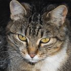 Colorful cat painting with yellow eyes and multicolored fur on dark background