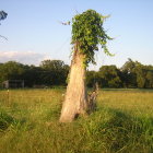 Skull-shaped carvings on artistic tree in twilight landscape