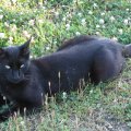 Black Cat with Bright Green Eyes in Field of Green Grass and Yellow Flowers