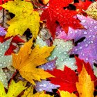 Two Cats Blending in Vibrant Autumn Leaves