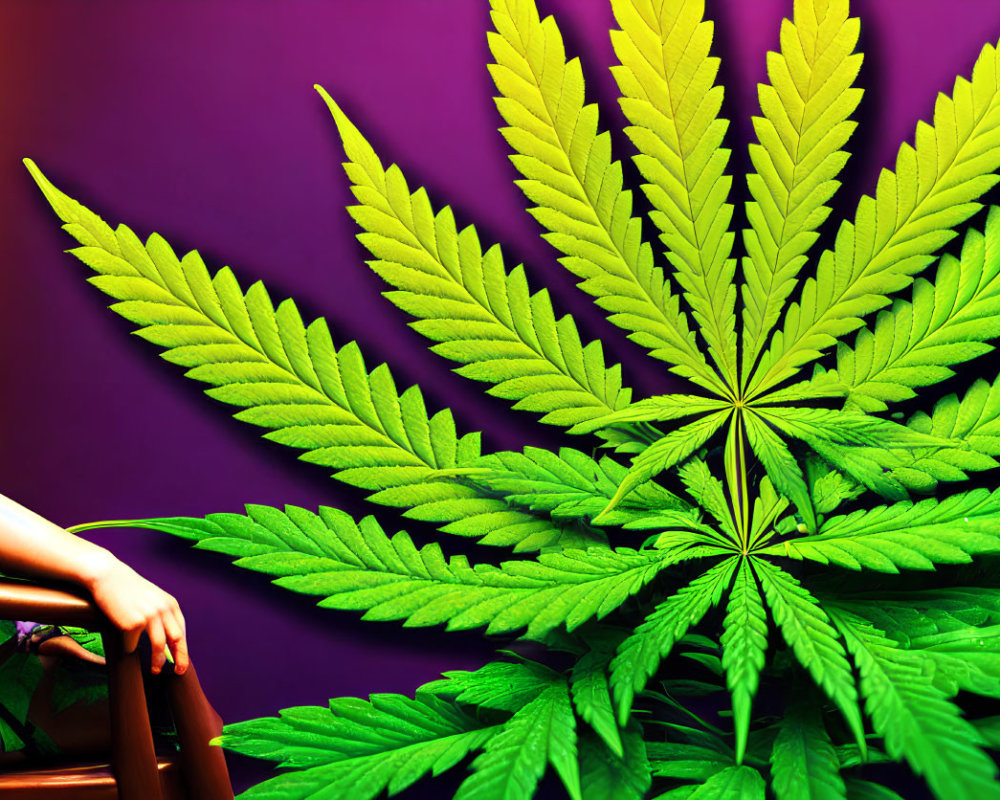 Detailed close-up of green cannabis leaf on purple background with partial view of person sitting