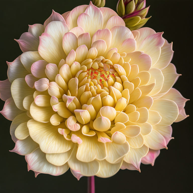 Creamy white and yellow dahlia flower close-up on dark background