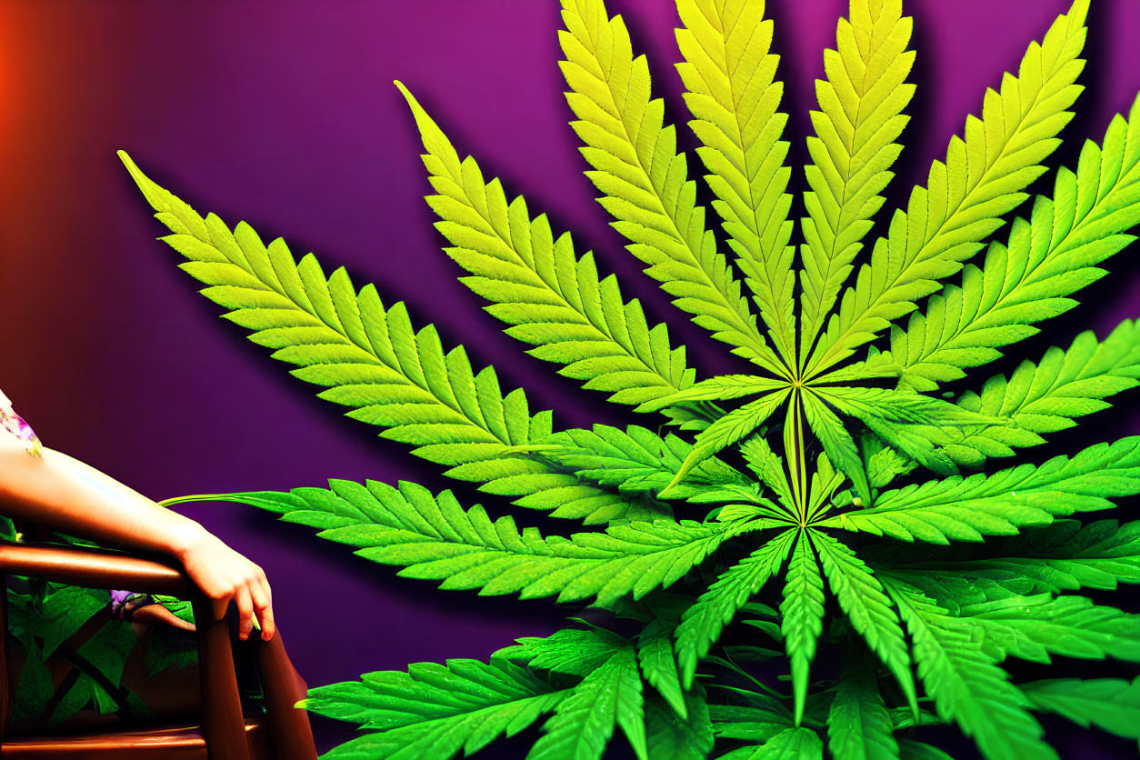 Detailed close-up of green cannabis leaf on purple background with partial view of person sitting