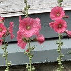 Pink Flowers with Yellow Centers Reflected in Water