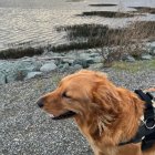 Golden retriever with backpack and mini version on rocks in misty landscape