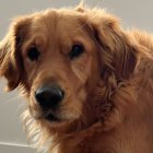 Serene golden retriever with pink flower against floral background