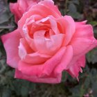 Detailed Close-Up Illustration: Pink Rose with Gradient Petals