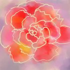 Vibrant pink-orange rose on purple background with swirls