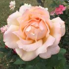 Large Peach-Pink Peony Painting with Ruffled Petals