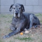 Black Dog with Soulful Eyes Surrounded by Blue and Purple Flowers