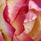 Close-up of Pink and White Flowers with Dew Drops on Soft Background