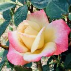 Close-up of a soft pink and white rose painting