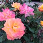 Stylized pink and yellow flowers with intricate green foliage on dark background