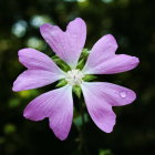 Pink Flower with Water Droplets and Bubbles on Green Background