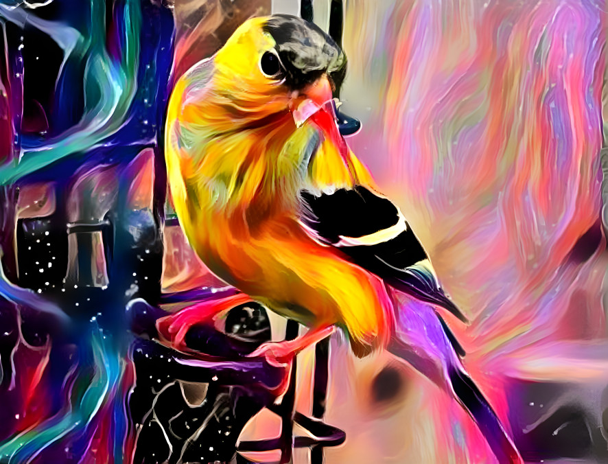 Yellow Finch 