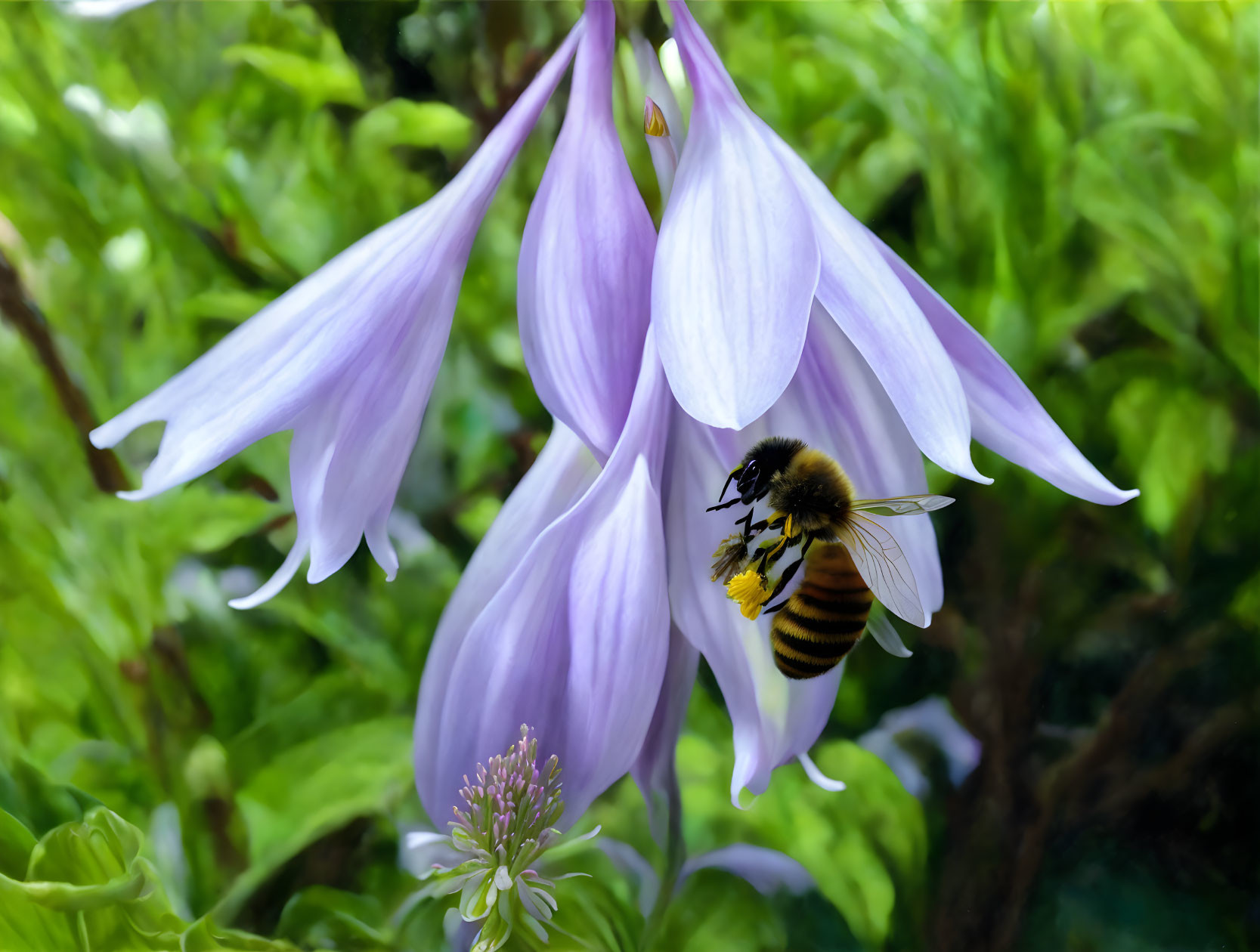 plantain lily flower