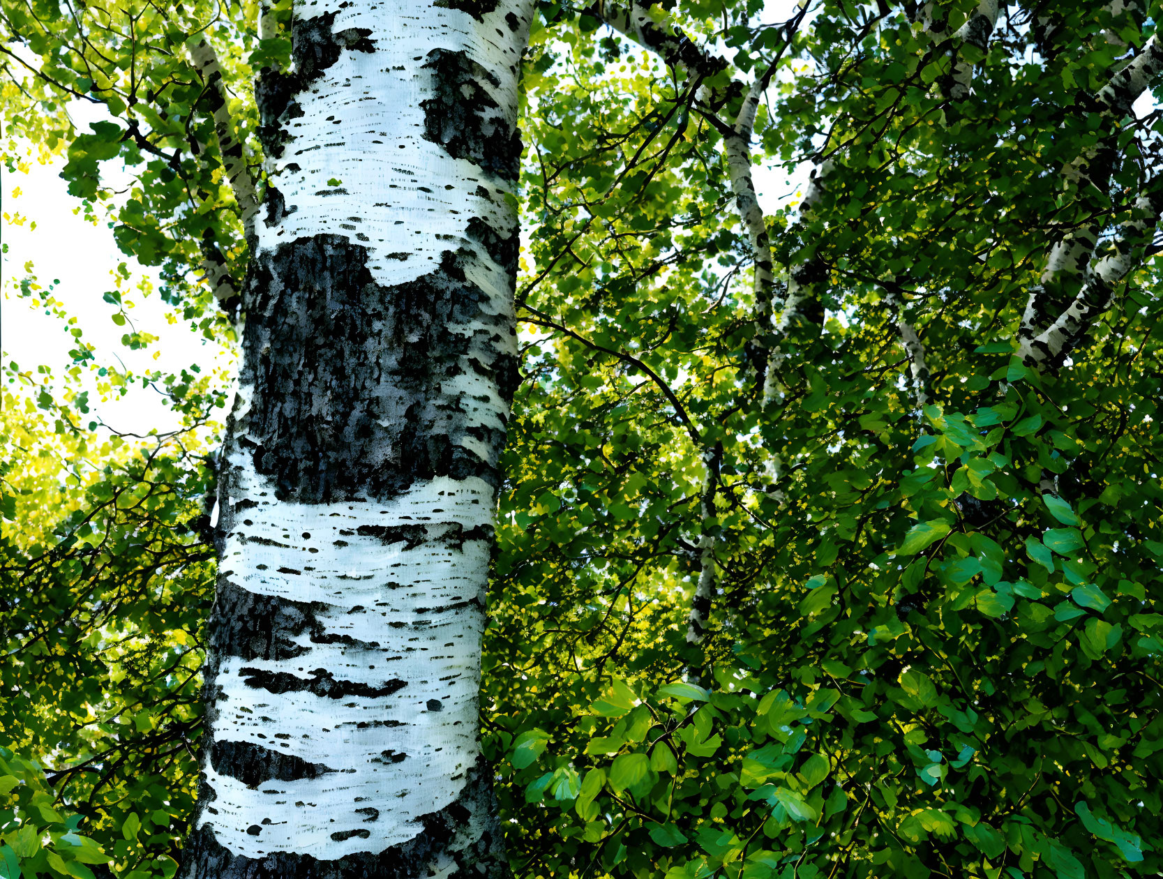 Detailed view: Birch tree trunk with white bark, black markings, and green leaves.