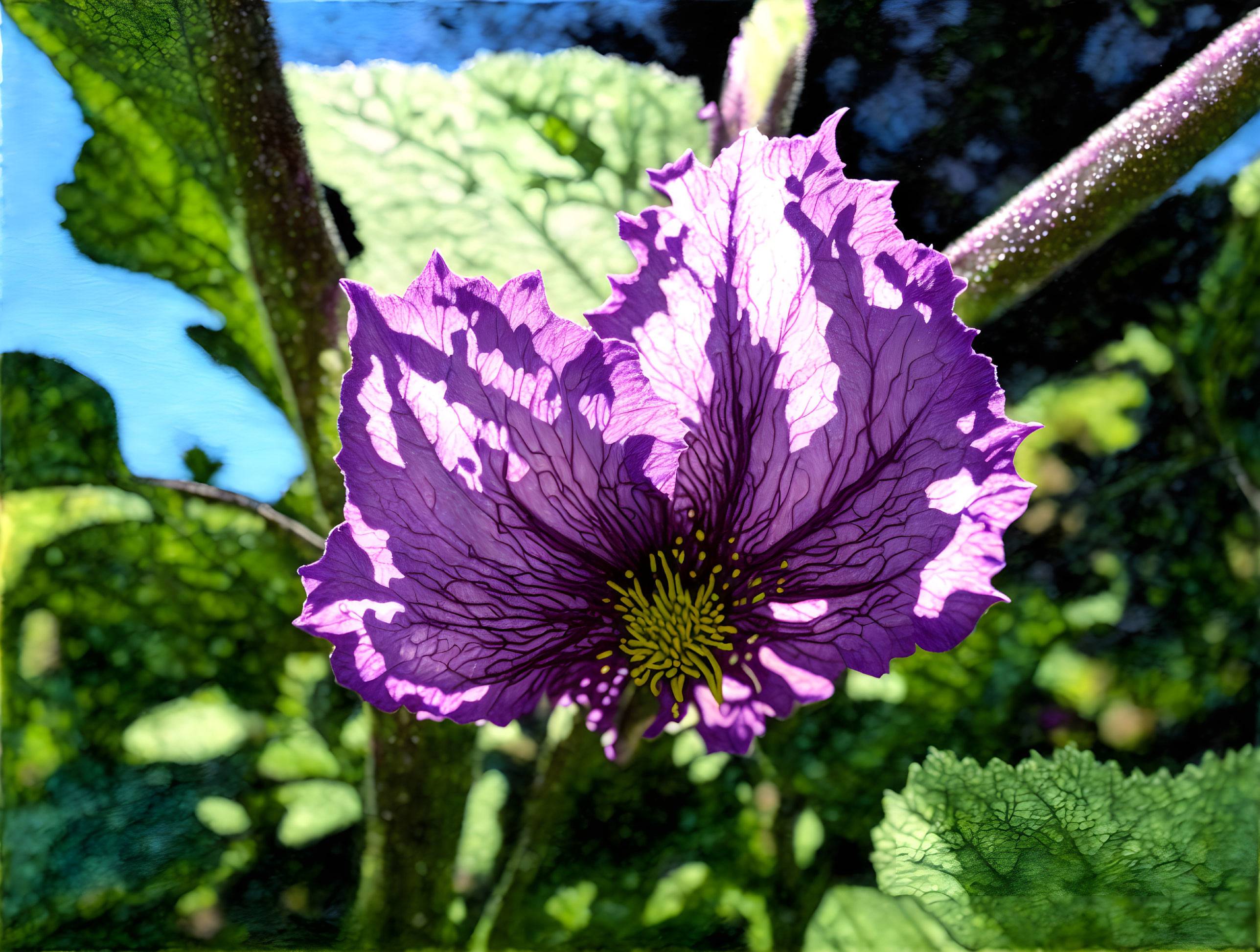 Detailed Purple Flower with Yellow Center in Green Foliage