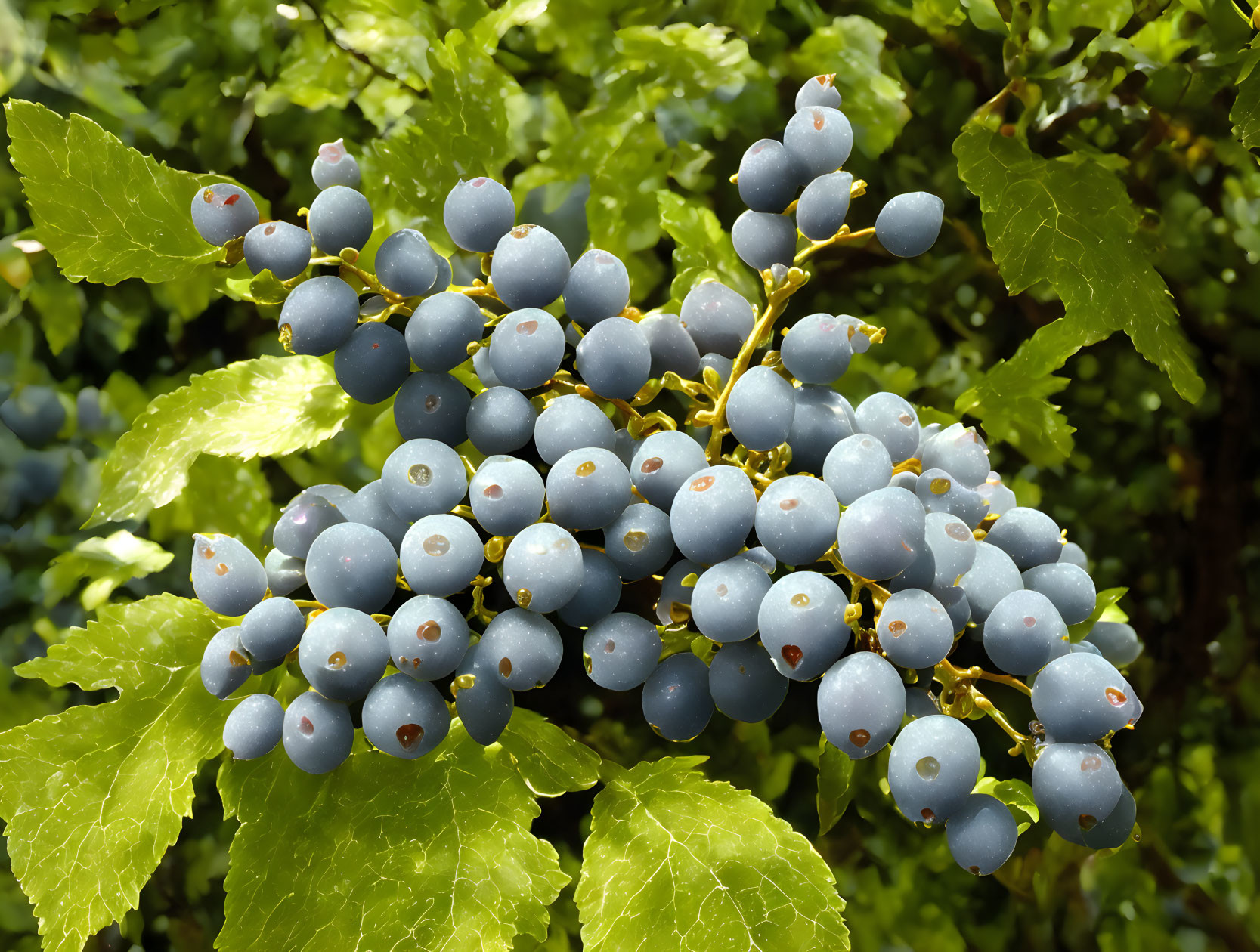 Ripe Blueberries with Powdery Coating on Green Leaves