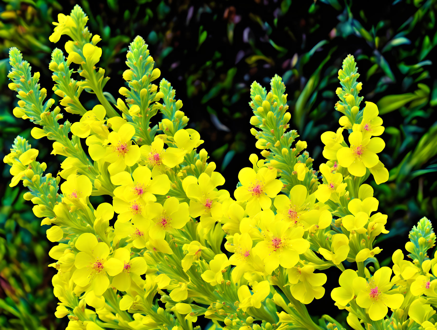 Clustered Vibrant Yellow Flowers with Five Petals on Green Stems