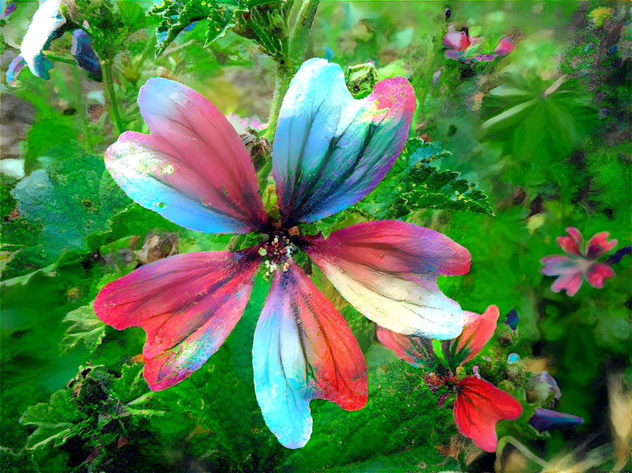 parti-colored mallow