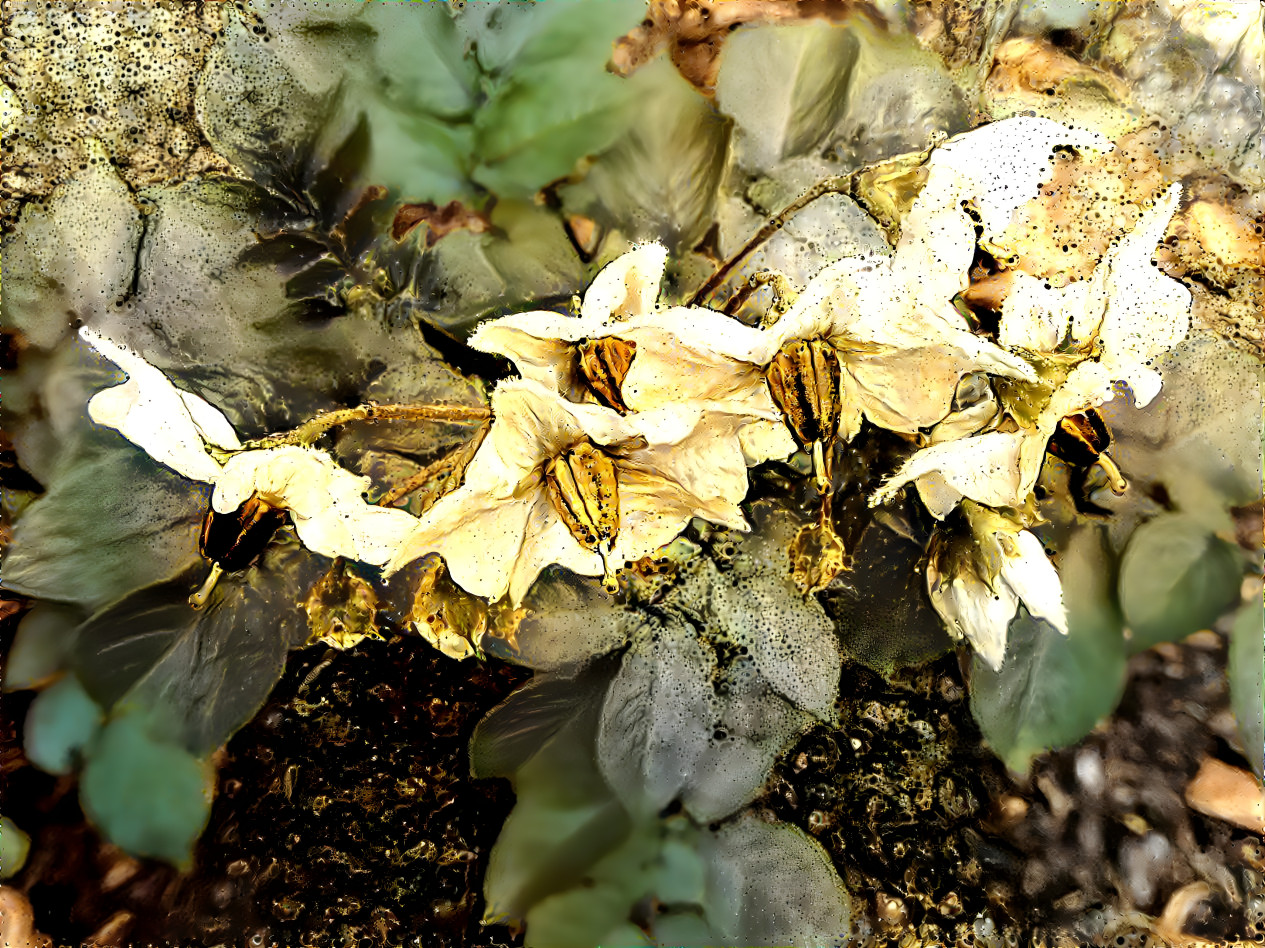 potato in bloom