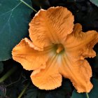 Close-up Botanical Composition: Vibrant Orange Flowers and Dark Green Leaves