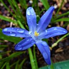 Vibrant Blue Flower Among Purple Flowers and Green Foliage