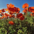 Colorful red poppies on blue background: vibrant floral artwork.