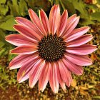 Colorful Quilled Art: Large Pink Flower with Intricate Center