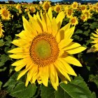 Field of Vibrant Sunflowers Against Dark Background
