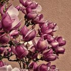 Pinkish-Purple Magnolia Flowers in Digital Illustration