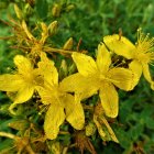 Vibrant Yellow Flowers Illustration on Dark Green Background