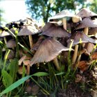 Whimsical mushroom houses in lush forest setting