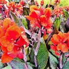 Vibrant Orange and Red Flowers Watercolor Painting