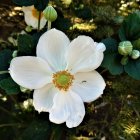 Layered Paper Flowers in White, Green, and Gold: Detailed 3D Design