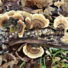 Detailed Mushroom and Foliage Artwork in Brown and Green Tones