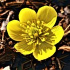 Detailed Yellow Flower with Green Center on Dark Background