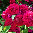 Vibrant red roses painting with textured mosaic style