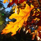 Colorful Autumn Leaves Against Dark Bokeh Background