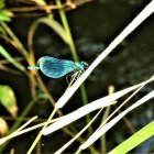 Blue dragonfly on grass blade with green foliage and soft-focus background