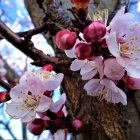 Geometric Pink and Purple Flowers with Brown Branches on Blue Sky