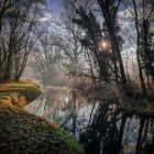 Tranquil Forest Scene with Sunlight, Moss, and Water