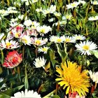 Colorful Daisy Field with Pink, White, and Yellow Petals