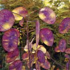 Vibrant purple and yellow leaves with dewdrops on blurred golden background