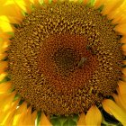 Vivid Close-Up of Detailed Sunflower Seeds and Petals