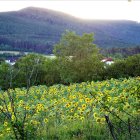 Vibrant painting of blooming yellow flower field with layered hills and twilight sky